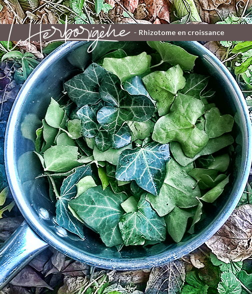 Casserole avec feuilles de lierre
