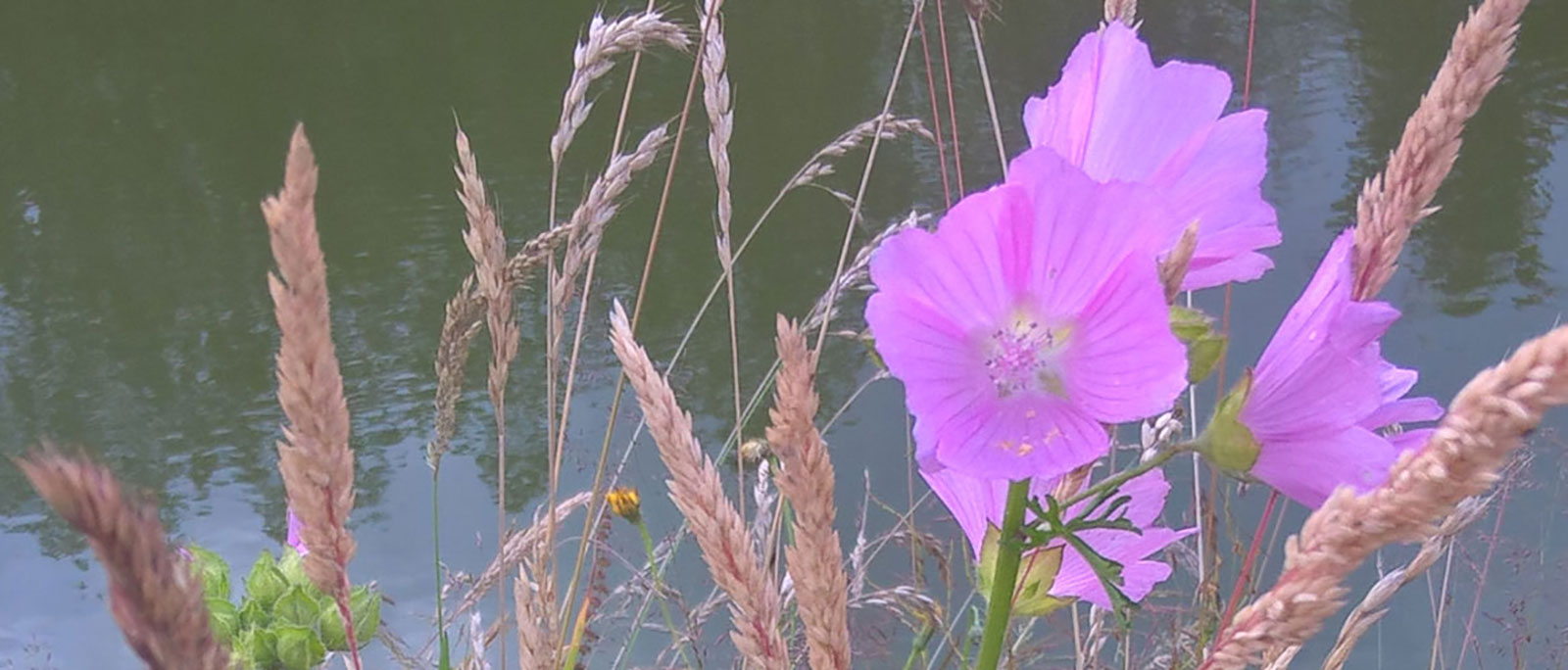 Mauve jardin de la mare aux simples