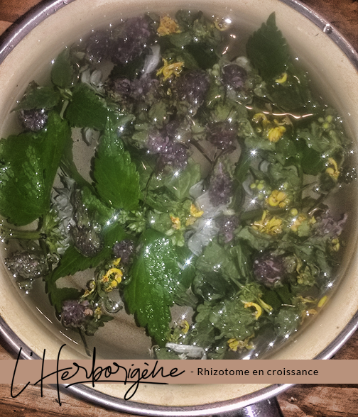 infusion de sauvageonnes : lamier blanc, pourpre et jaune.