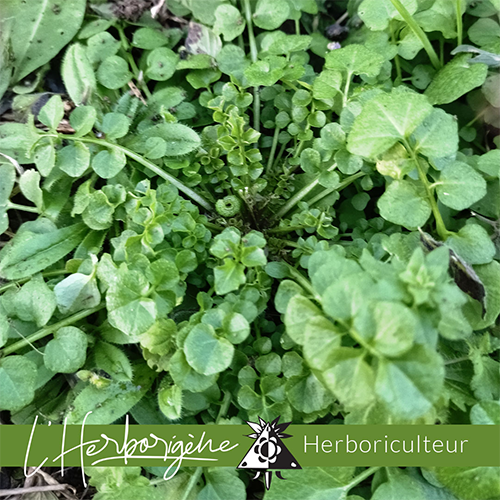 Rosette de Cardamine hirsute (Cardamine hirsuta)