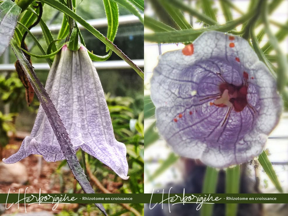 Fleur de Nesocodon mauritianus