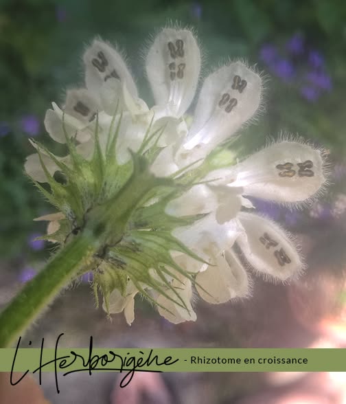 Fleurs de lamium album