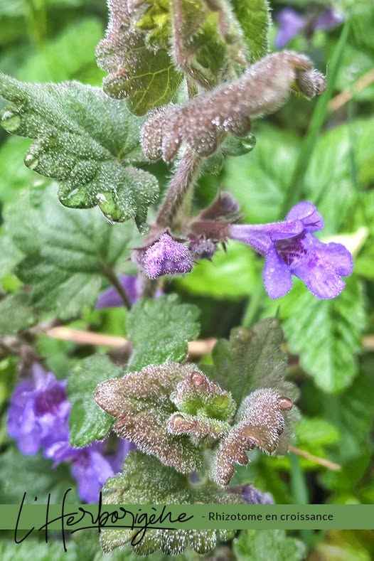 Partie aérienne de Lierre terrestre (Glechoma hederacea)