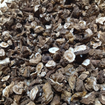 racines-pissenlits-1