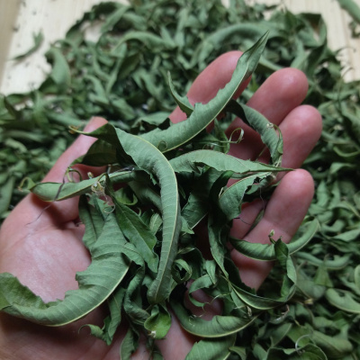 verveine-odorante