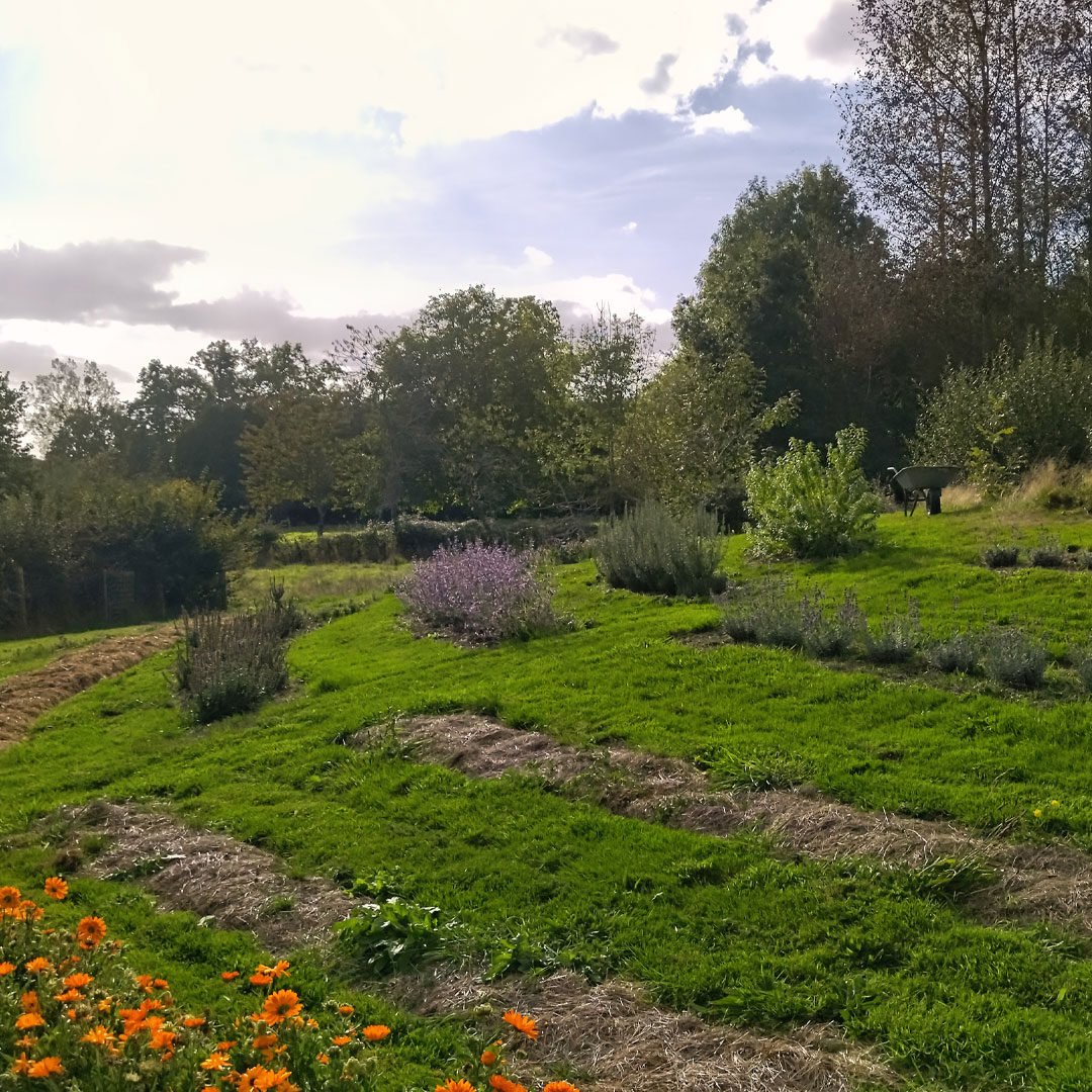Croissant méditerranéen et ses plantes aromatiques