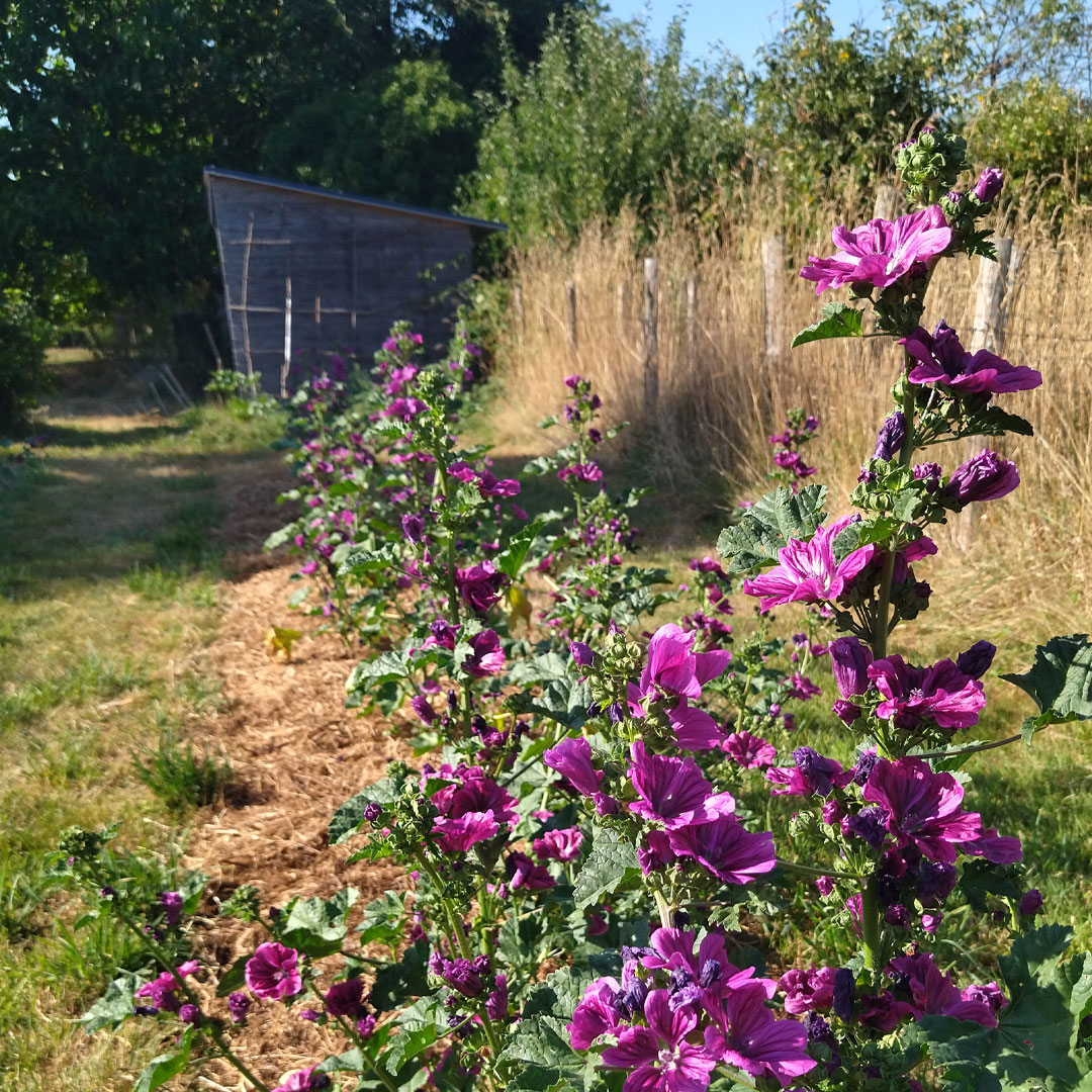 Mauves de Mauritanie en fleurs