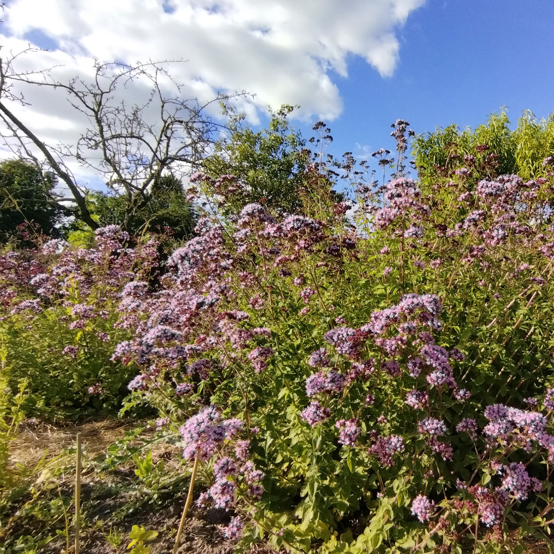 Origan en fleurs