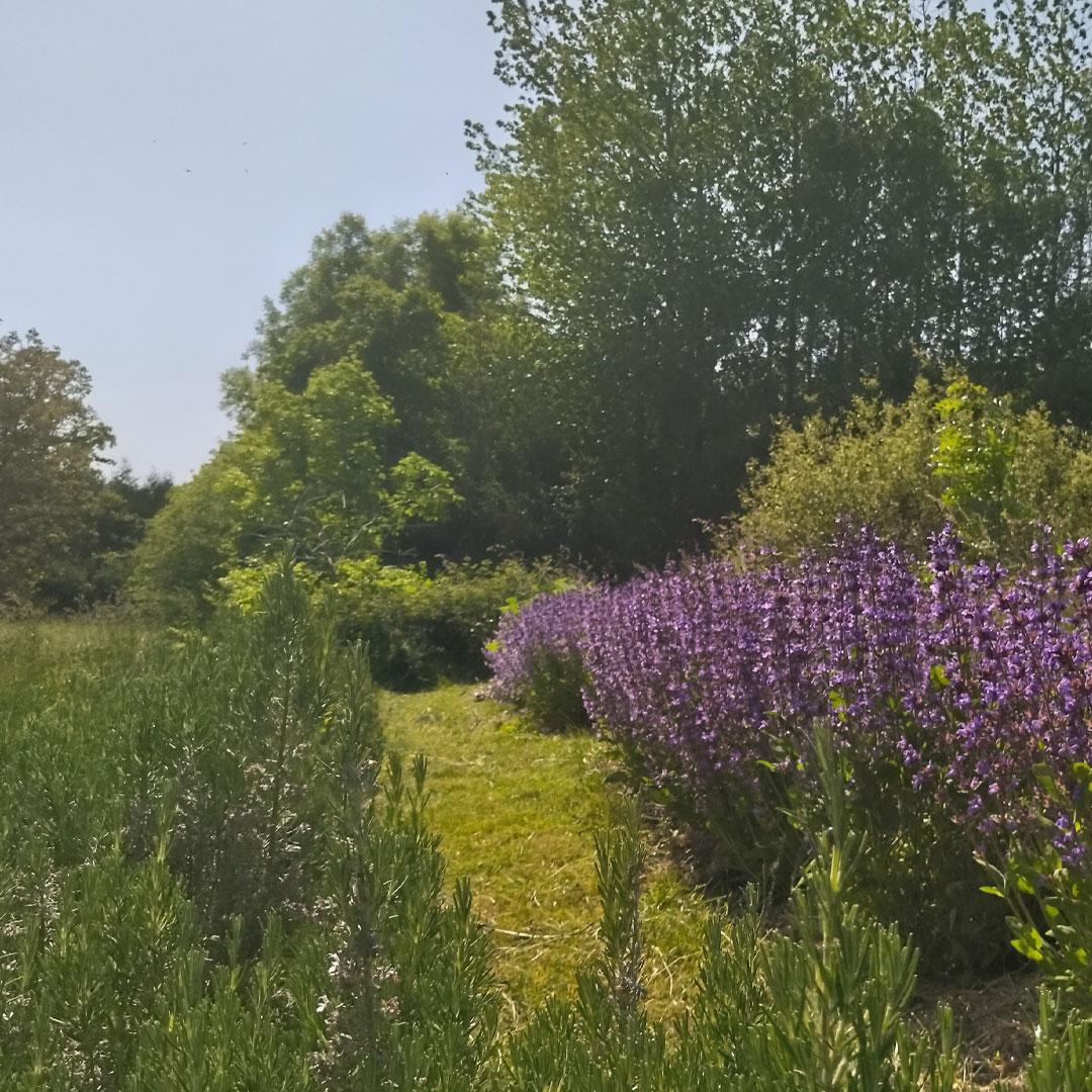 Romarins et sauges en fleurs
